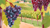 Tout savoir sur le Pinot Noir en Savoie