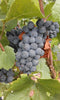 Gamay et Pinot noir 
