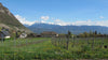 Gamay et Pinot noir 